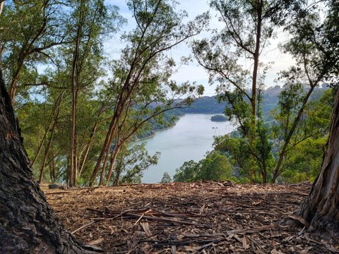 Lake Chabot between trees
